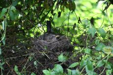 Amsel-1-Tag-5.jpg